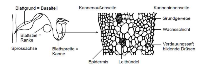 Schematische Darstellung eines Kannenblatts mit Ranke und Querschnitt der Kannenwand.